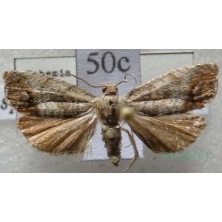 Cydia splendana (Hübner, 1799) Owocówka żołędziowianka Czech50c